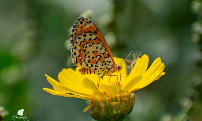 ספירת הפרפרים הגדולה של ישראל: יוצאים לטבע בקרבת הבית