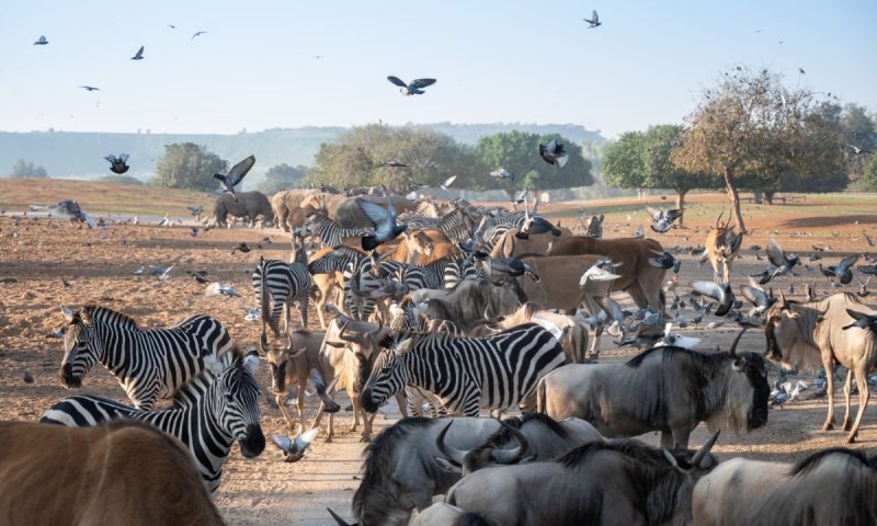 הפסד של 15 מיליון שקלים: בספארי מתריעים על סכנה כלכלית
