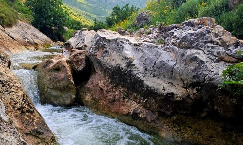 טיול רגלי אל פריחות ובריכות טבעיות בנחל דישון