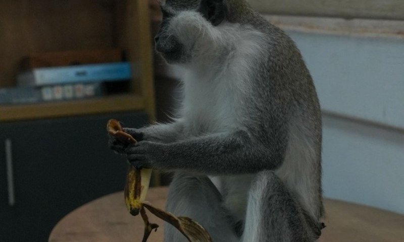 ה-64: שוטרים איתרו קוף מוגן בביתו של תושב כפר קאסם