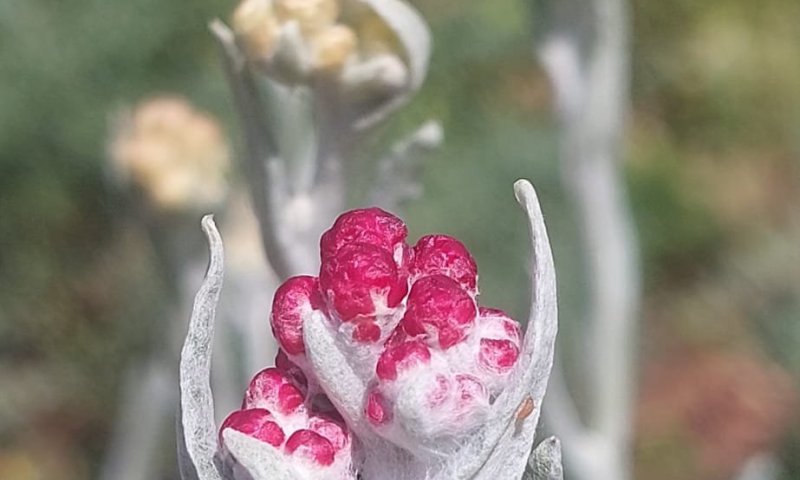 סמל הזכרון- דם המכבים פורח