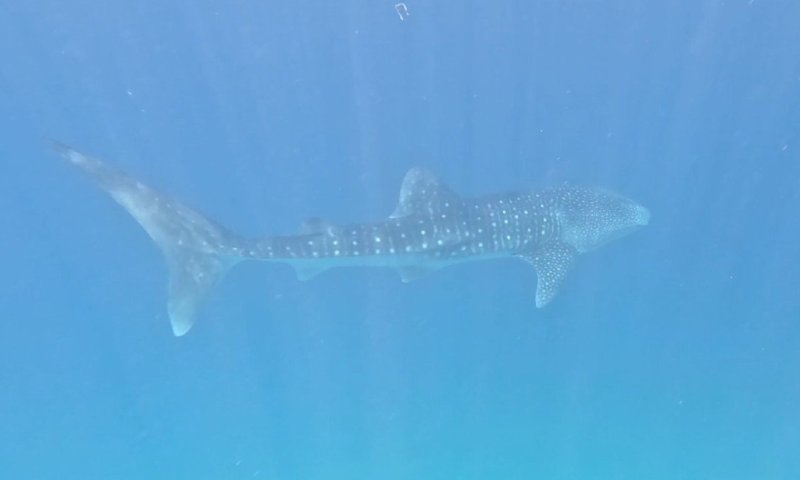 לא רואים כל יום: כריש לוויתן במפרץ אילת. צפו