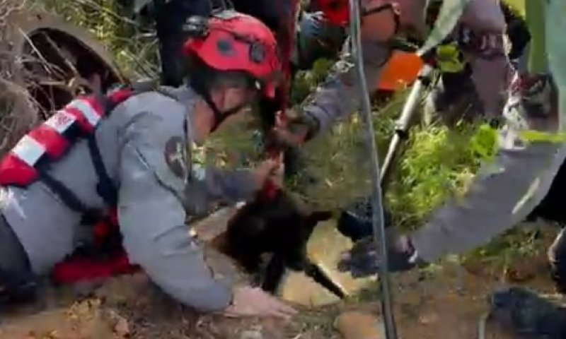 תיעוד מרגש: כלבה שנפלה לבור בראשל"צ חולצה ע"י לוחמי אש