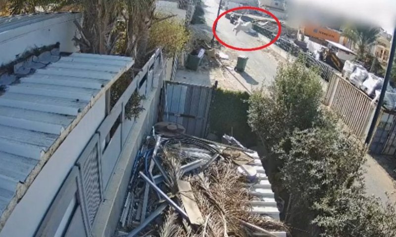 מזעזע: תושב ערערה משליך באויר והורג כלבה בגלל נביחות