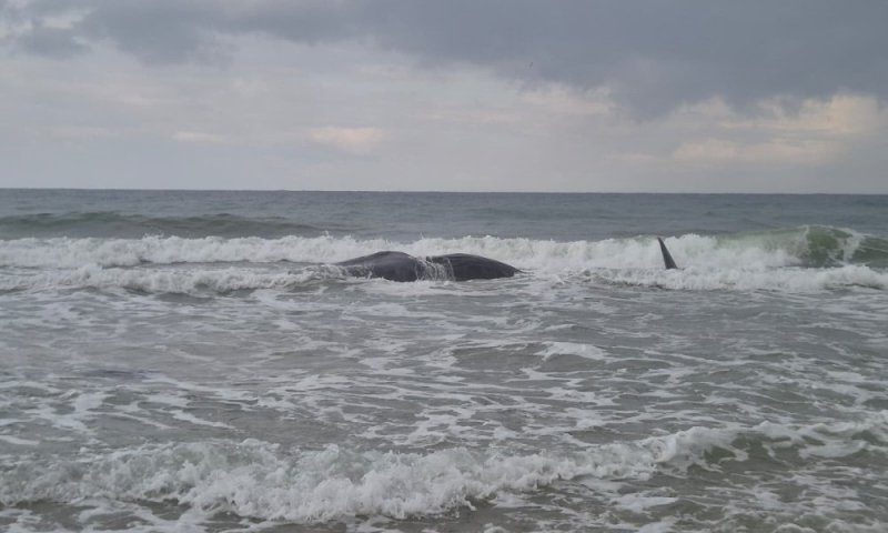 "ראיתי סנפיר ענק": "פגר לוויתן נפלט מהים בחוף זיקים