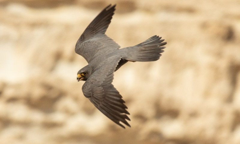היום בחצות זה מתחיל: המרוץ להצלת הבזים של המדבר