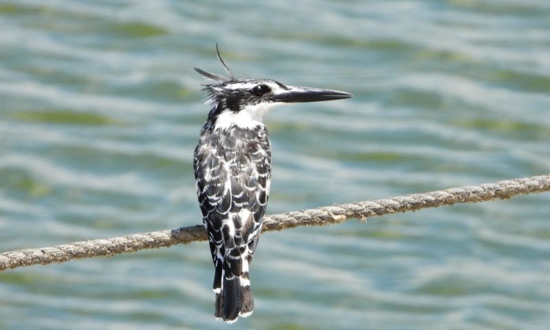 עם מאות מיליוני ציפורים: פארק הצפרות במעגן מיכאל נפתח