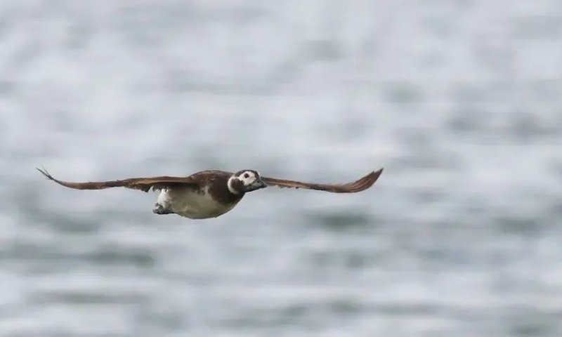  על ברווז קרח שמעתם?