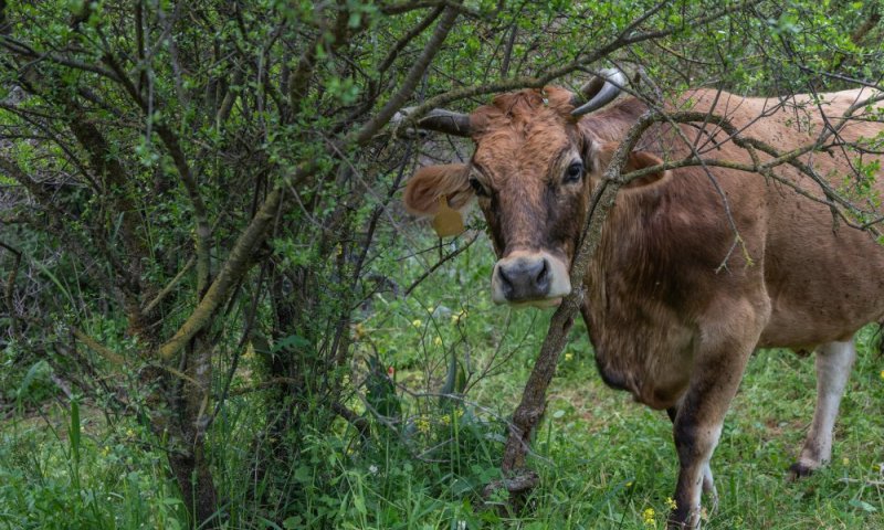 "להימנע מכניסה לאזור": רשות הטבע והגנים בהודעה לציבור