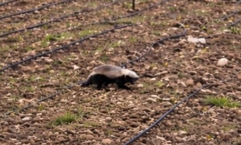 הלוחמת של הטבע: גירית הדבש נצפתה בצפון הארץ
