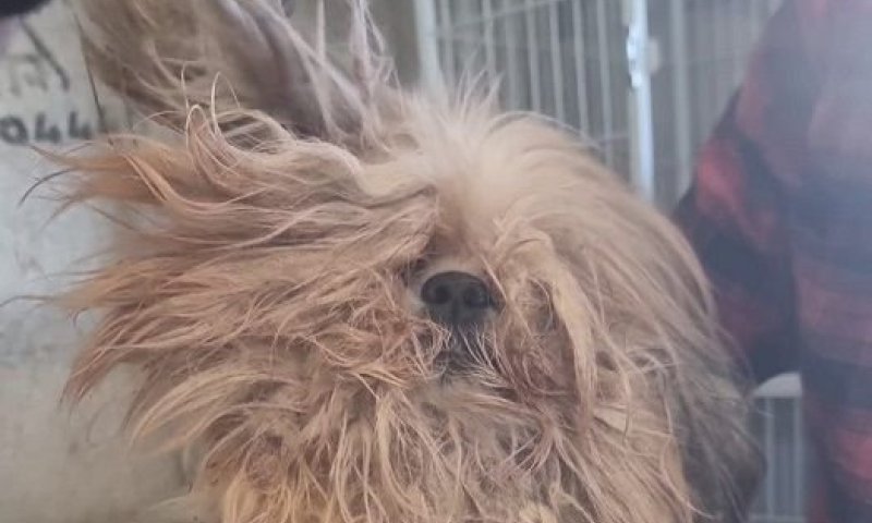 20 כלבים חולצו ממטחנת גורים בה הוחזקו בתנאים קשים