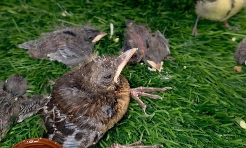 עונת הקינון בעיצומה: כך מצילים עשרות גוזלים קטנים