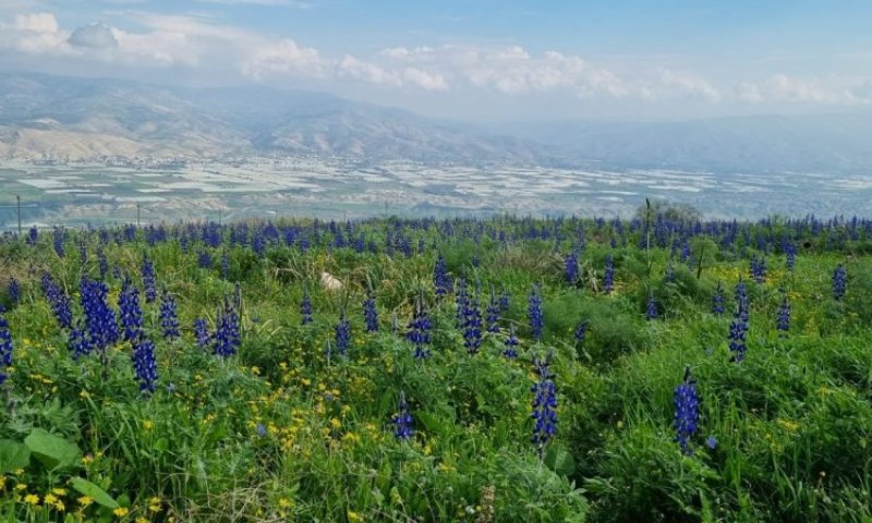 פריחת חורף וזרימת נחלים: שבוע הטבע העירוני יוצא לדרך