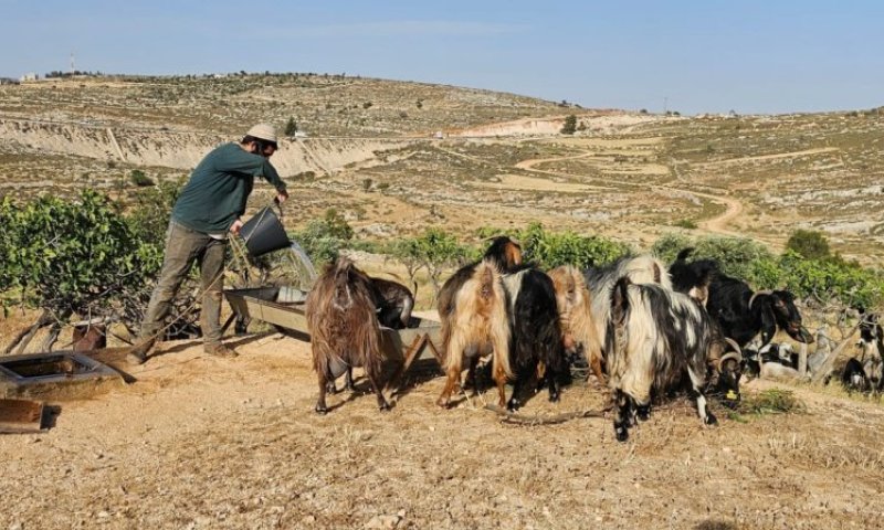 רועה צאן הותקף בהר חברון: אחד מהתוקפים נהרג מאש צה"ל