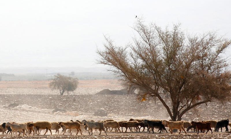 בזמן פינוי גבעה והחרמת עדר - מספר עיזים מתו