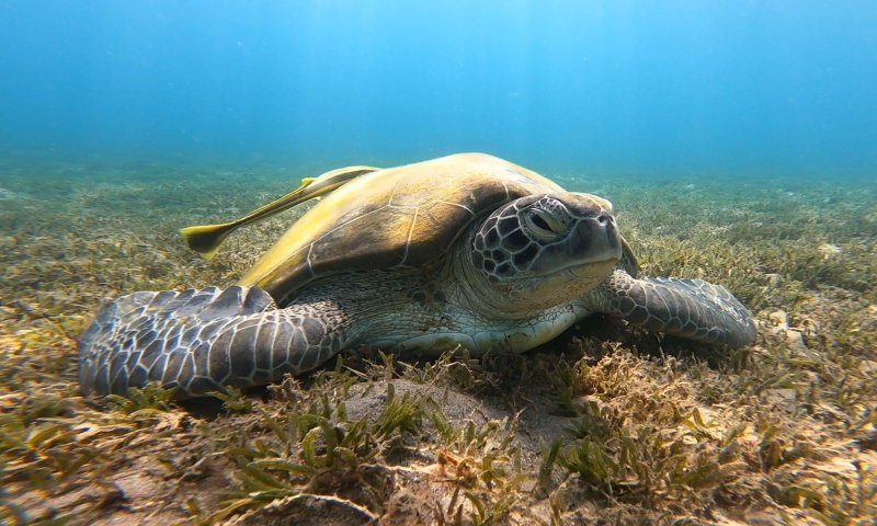מתנה לחג מהמצולות: צב ים ירוק ונדיר תועד בחוף אילת
