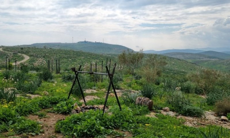 המדבר מתמלא חיים: פסטיבל בקעה ירוקה חוזר עם סיורים ומעיינות