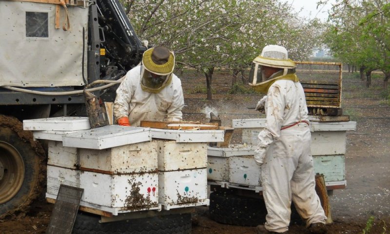 לוחמי הדבש: הדבוראים מטפלים בכוורות גם תחת איום טילים