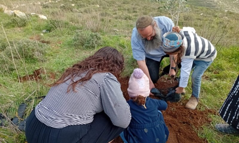 לקראת העלייה לקרקע: מגורשי חומש נטעו עצים ביישוב המתחדש