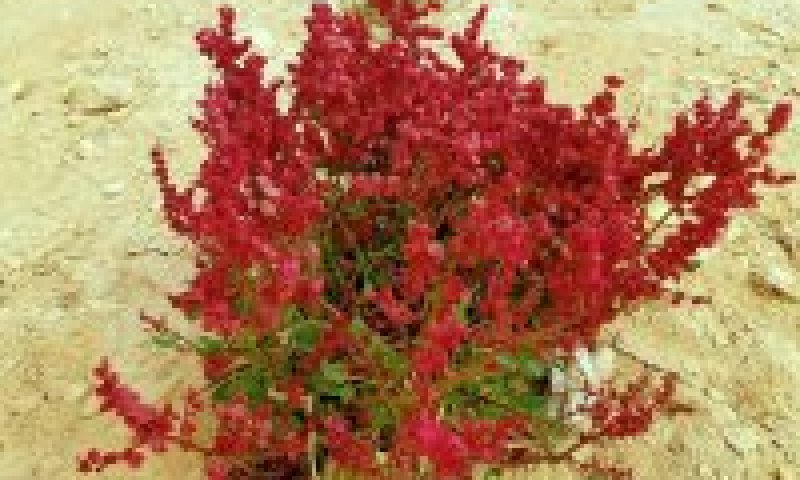 טיול: אל הפריחות בערבה