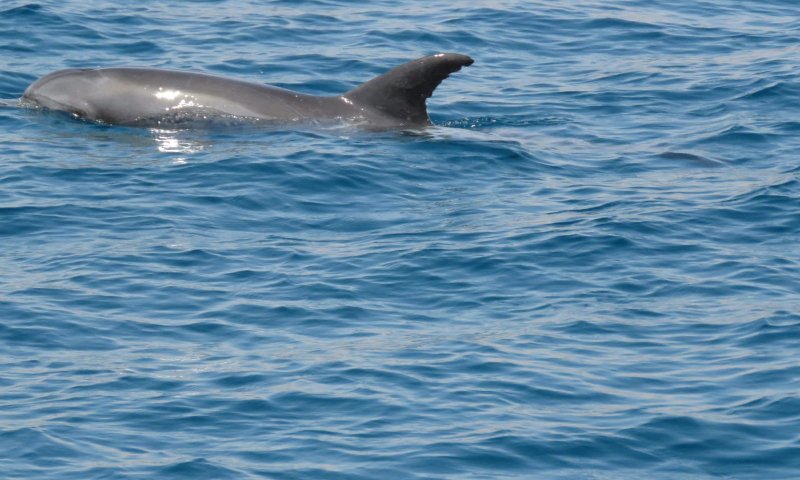 חריג ומעורר דאגה: דולפינן בודד שוחה במפרץ אילת
