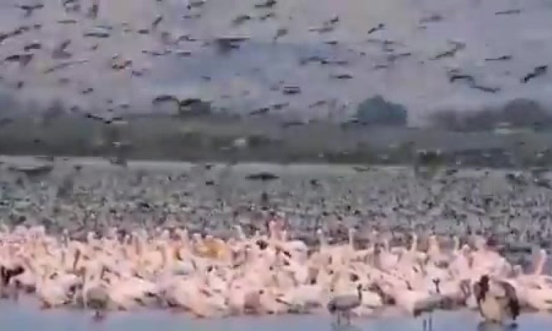 חניית לילה: אלפי שקנאים ועגורים נחתו באגמון החולה