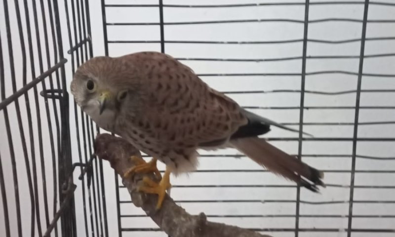 ההפתעה שציפתה לבלשי המשטרה בדירת סמים בר"ג