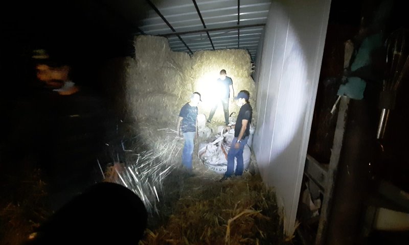 ערבי גנב 12 טון זיתים מחקלאים יהודים בגליל