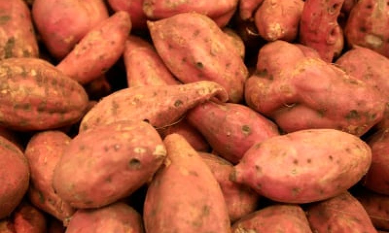 המצב בטטה: שנה מוצלחת בייצוא תפוחי אדמה וגזר