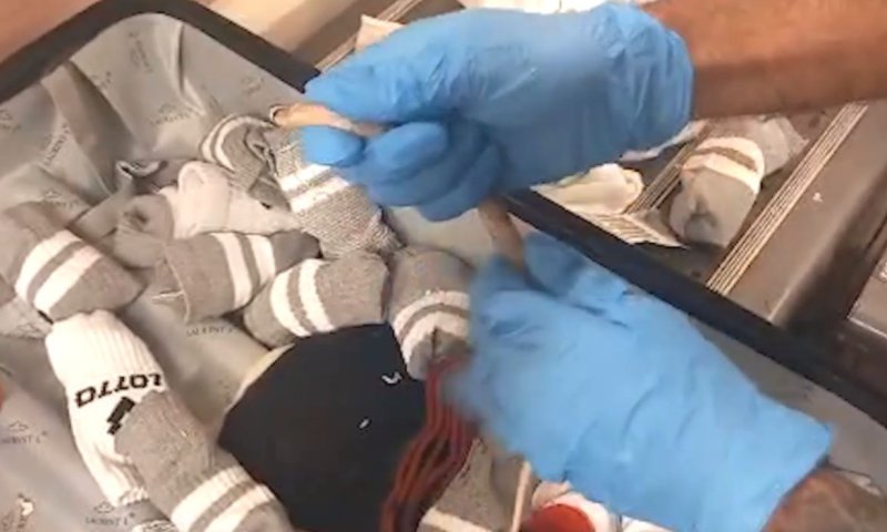 צפו: ניסתה להבריח לארץ נחשי אנקונדה ונתפסה