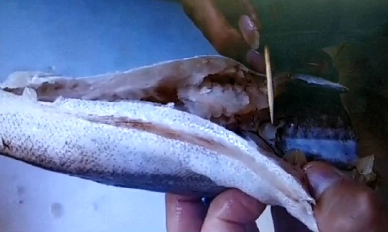 צפו: למה לא כדאי לכם לאכול את הדג הזה?