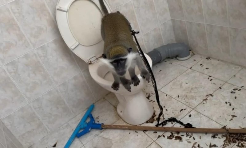 המשטרה איתרה קוף שהוחזק בתוך תא שירותים: "בתנאים קשים"