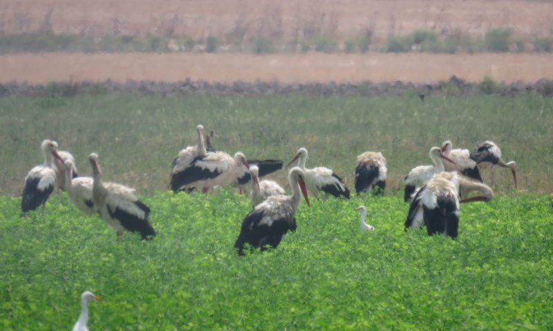 החסידות הראשונות כבר הגיעו: חצי מיליון בדרך