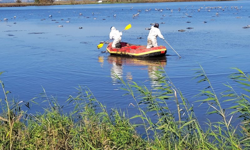 שפעת העופות: החל פינוי פגרי העופות המתים בשמורת החולה