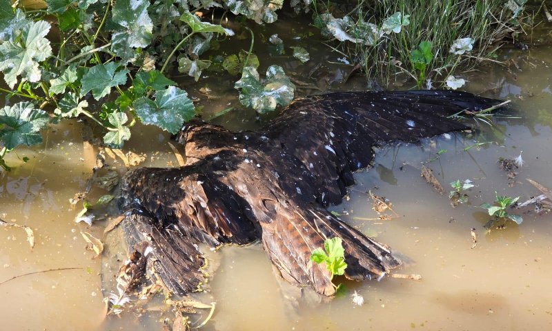 900 דיות נמצאו מתות בשטח חקלאי: זו הסיבה