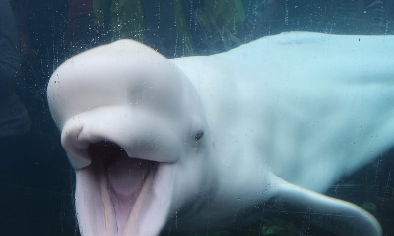 סוף עצוב ללווייתן שניצל בנהר בצרפת