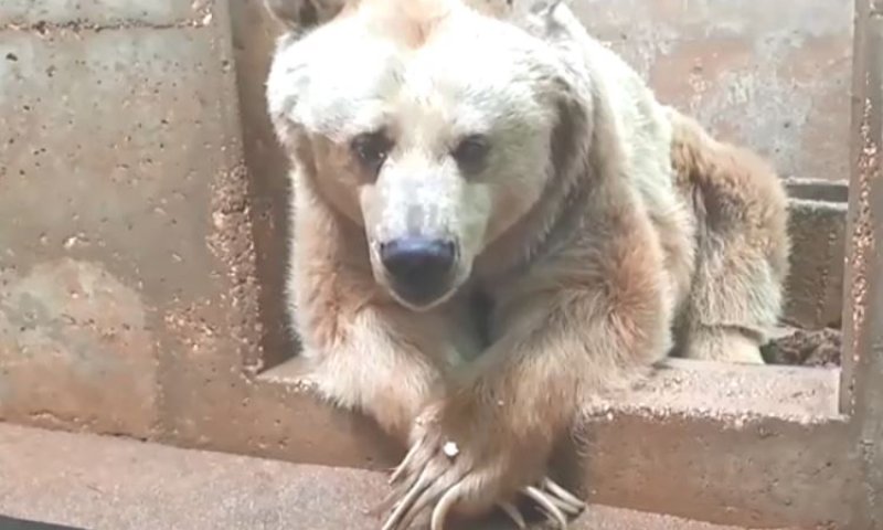 איך מטפלים בדובה הסובלת מגידול ממאיר? צפו