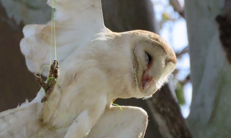 מרגש: תנשמת חולצה לאחר שהסתבכה בחוט דייג| צפו