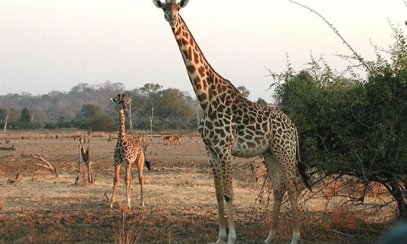 מחקר חדש: הג'ירפה איננה חלק מהחיות הכשרות