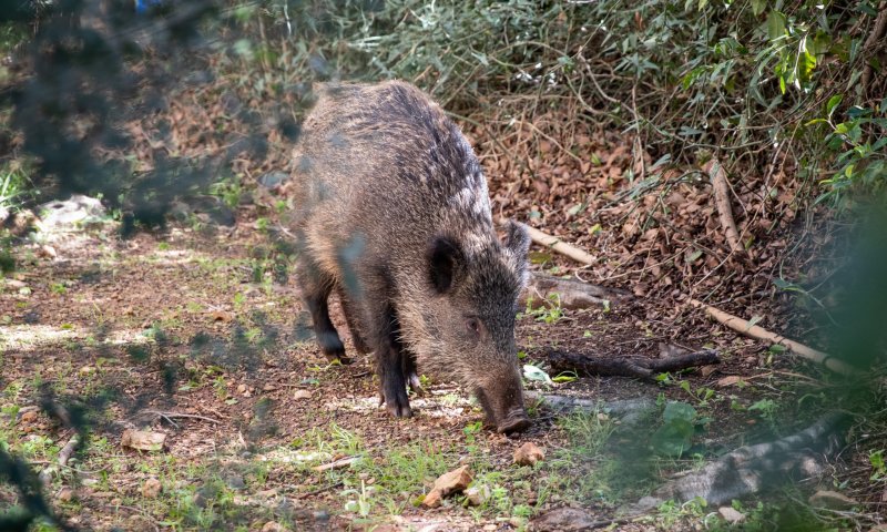 בתוך 4 חודשים: צניחה במפגש של תושבי חיפה עם חזירי בר