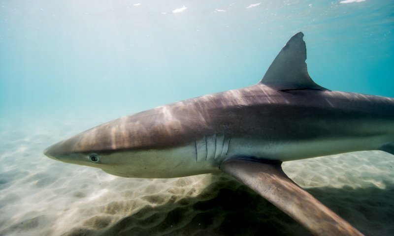 תופעה ייחודית: הכרישות הטורפות בדרך בישראל