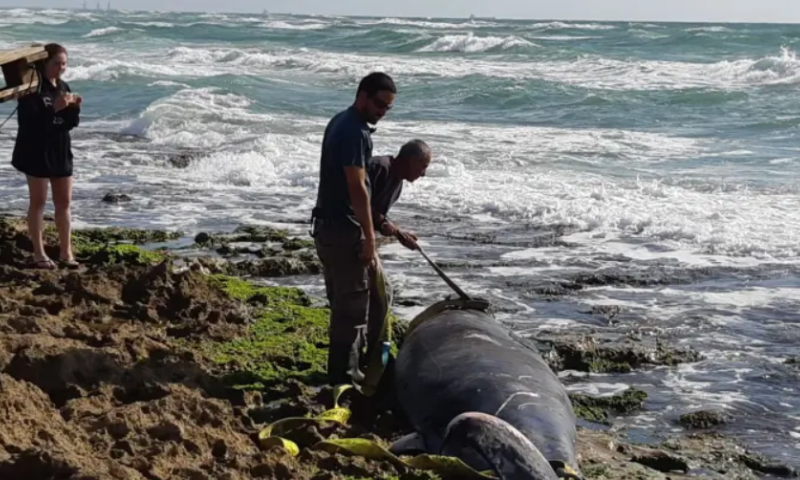 לווייתנית נפלטה מהים לחוף דור, הנסיבות בבדיקה