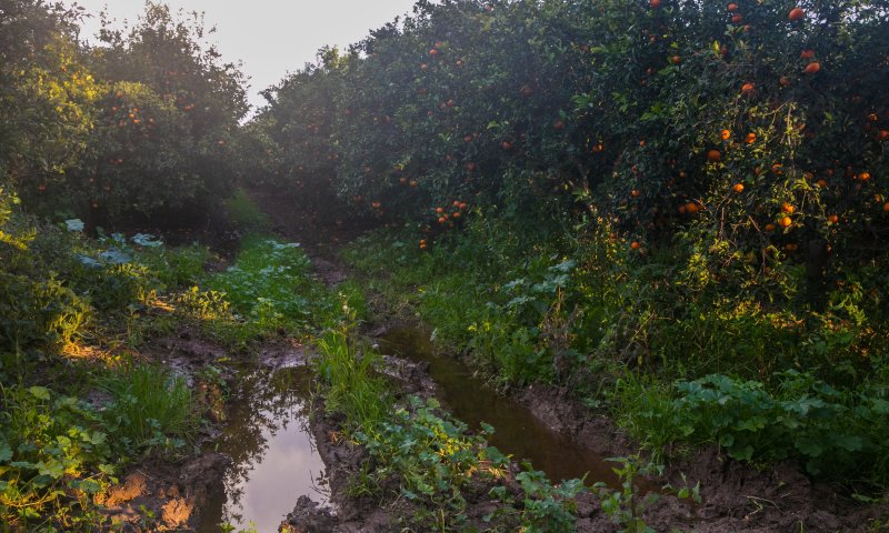 הרשעה: קשרו קשר לרצוח סוכן משטרה בפרדס