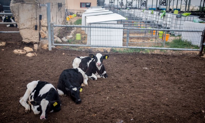 עגל נגוע בכלבת אותר במרעה בקיבוץ אורטל