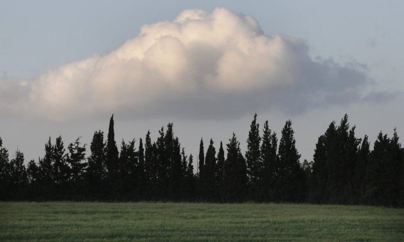 כמה נשים נקראות "תומר"?|חג האילנות בשמות אנשים
