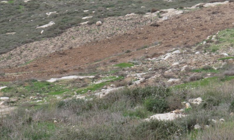 ביקורת חריפה על המחטף הערבי ליד גבעת קומי אורי