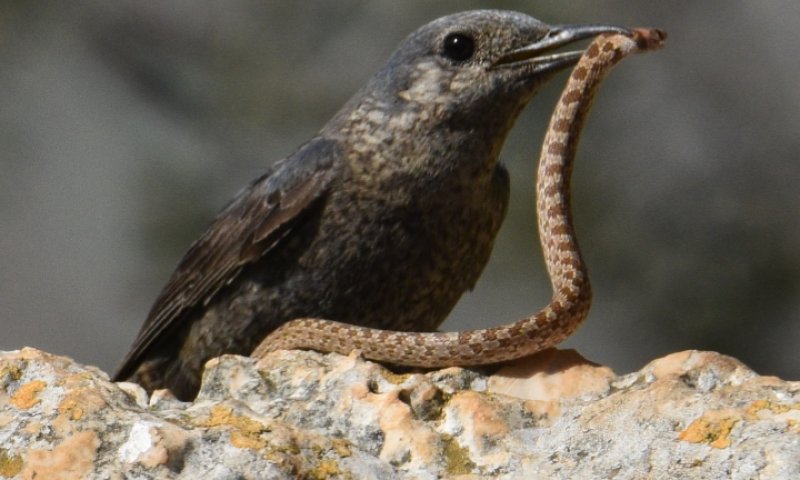 תיעוד מרהיב: צוקית בודדת צדה נחש לארוחת ערב