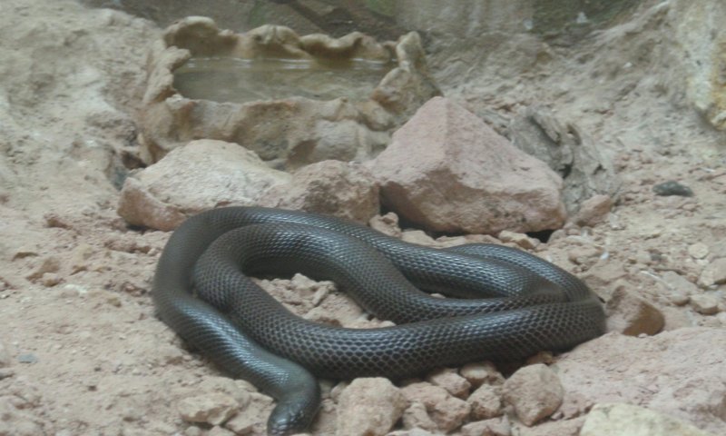 נס על שרף: נגע בטעות בנחש הכי ארסי בארץ וניצל