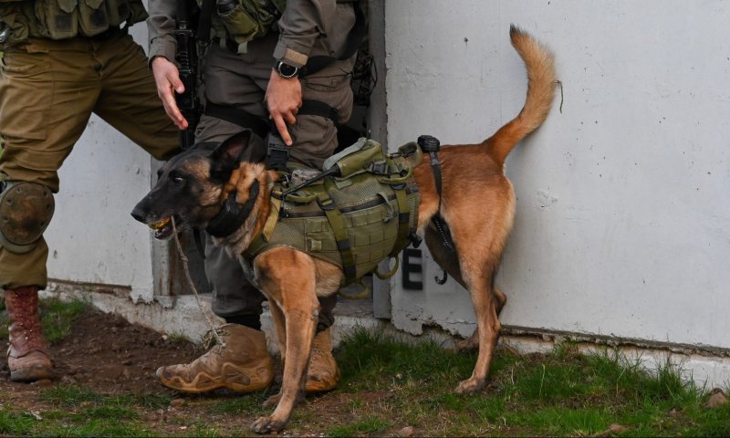 תיעוד מג'נין: כלבי עוקץ בפעילות לצד הלוחמים. צפו