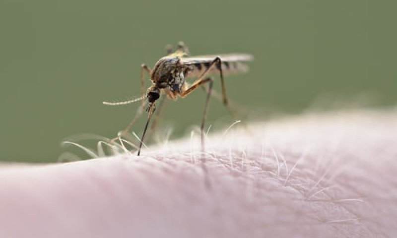 זהירות: יתושים נגועים בקדחת הנילוס התגלו בארץ